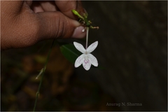 Pseuderanthemum malabaricum